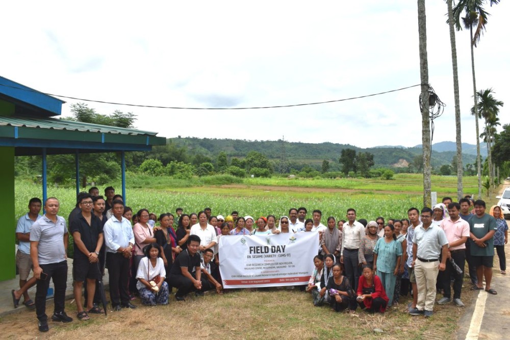 Field day on sesame (Variety: CUMS-17) was organised by the ICAR Research Complex for NEH Region, Nagaland Centre, in collaboration with the ICAR-Indian Institute of Oilseeds Research (IIOR), Rajendranagar, Hyderabad, Telangana on July 18.